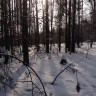Тогучинский район НСО2037